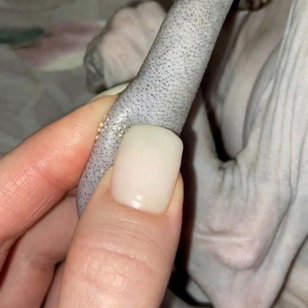 Read more about the article Шампунь для сфинксов: какой лучше выбрать, чтобы забыть о черном налете и жирной коже