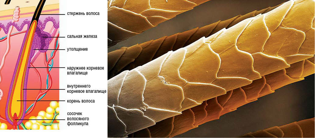 Read more about the article Как приручить непослушную гриву: идеальный уход за пушистыми и волнистыми волосами в 2026