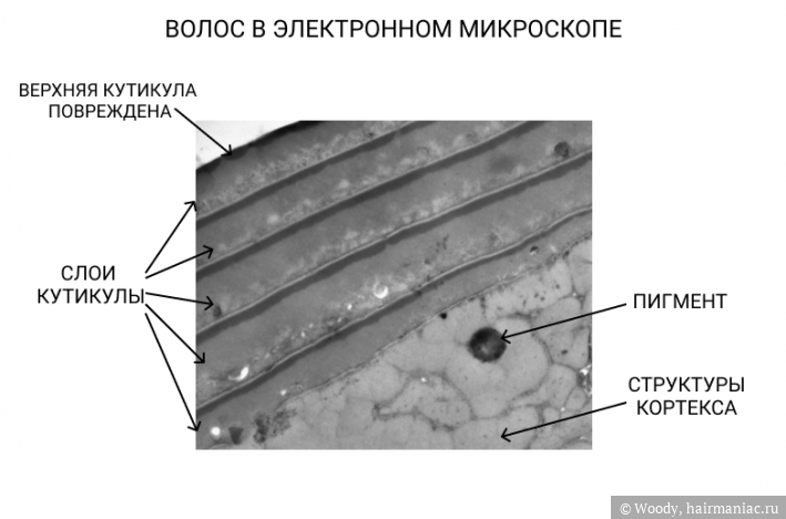Read more about the article восстановление волос: неужели это реально работает или нас опять дурят?