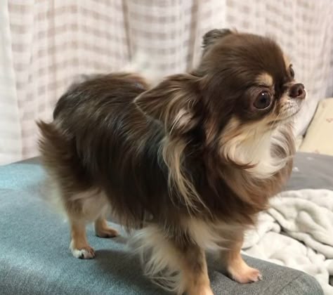 Read more about the article Секрет идеальной шерсти: какой шампунь лучше для чихуахуа в 2026 году